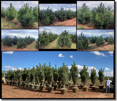 Hancock Evergreens Austrian Pines